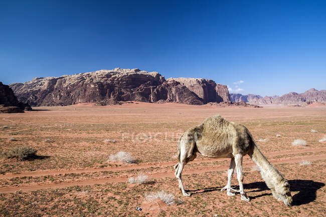 Camel pastando no deserto, Wadi Rum, Jordânia — Fotografia de Stock