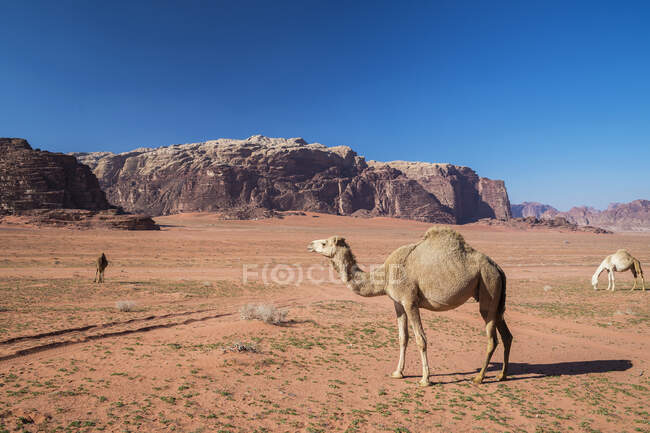 Manada de camellos pastando en el desierto, Wadi Rum, Jordania - foto de stock