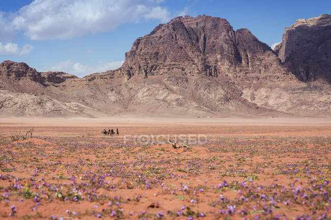 Tour en camello por el desierto, Wadi Rum, Jordania - foto de stock