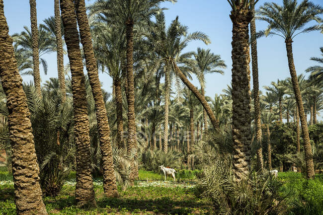 Three donkeys standing amongst palm trees, Dahshur near Cairo, Egypt — Stock Photo