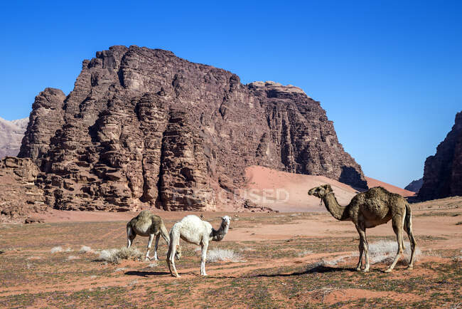 Drei Kamele weiden in der Wüste, Wadi Rum, Jordanien — Stockfoto