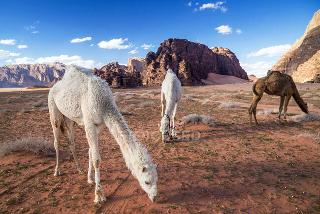Tres camellos pastando en el desierto, Wadi Rum, Jordania - foto de stock