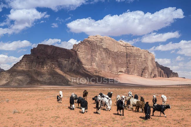 Troupeau de moutons broutant dans le désert, Wadi Rum, Jordanie — Photo de stock