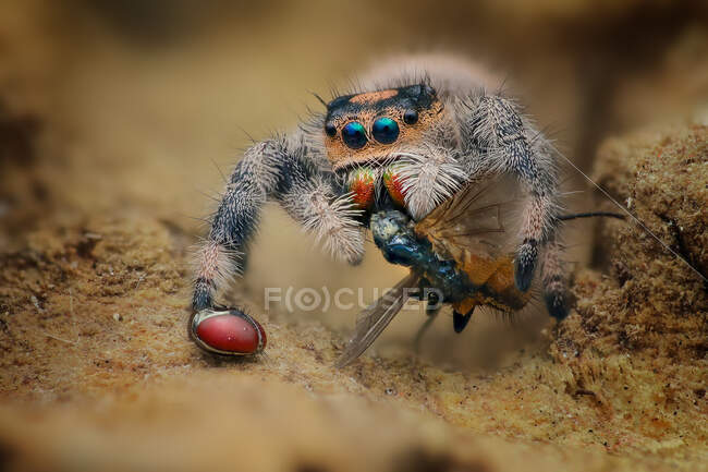 Nahaufnahme einer Spinne mit ihrer Beute, Indonesien — Stockfoto