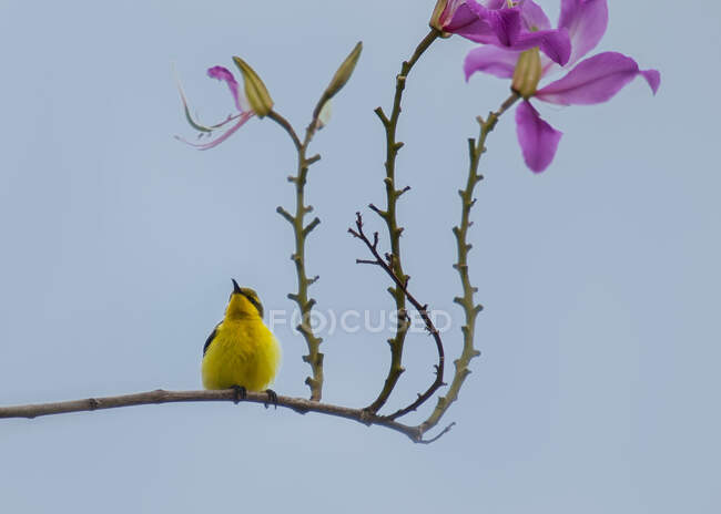 Uccello appollaiato su un fiore, Indonesia — Foto stock
