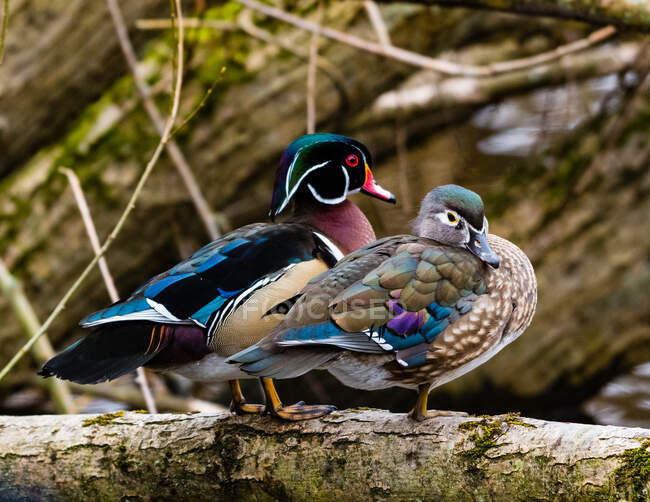 Wood Duck Couple, Colombie-Britannique, Canada — Photo de stock