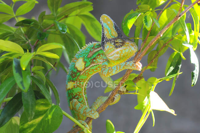 Retrato de um camaleão, Indonésia — Fotografia de Stock