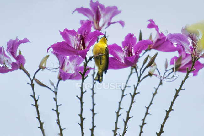 Uccello appollaiato su un fiore, Indonesia — Foto stock