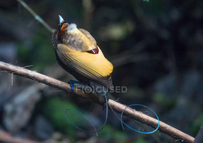 Pássaro do paraíso em um ramo, Montanhas Arfak, Papua Ocidental, Indonésia — Fotografia de Stock