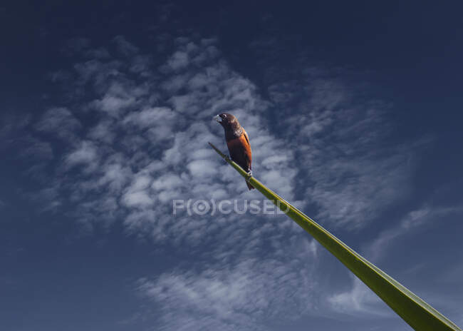 Pássaro empoleirado em uma folha, Indonésia — Fotografia de Stock