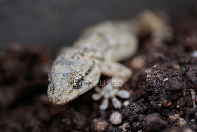 Maurischer Gecko (Tarentola Mauritanica) auf dem Boden, Mallorca, Spanien — Stockfoto