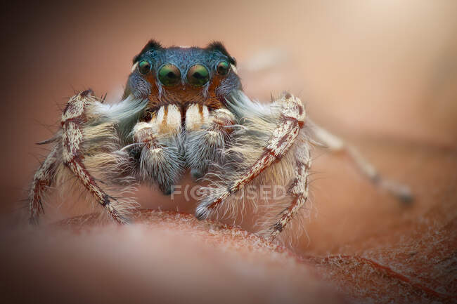 Close-up of a jumping spider (phiddipus putnami), Indonesia — Stock Photo