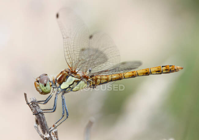 Common darter dragonfly, (Sympetrum striolatum), Majorca, Spain — Stock Photo