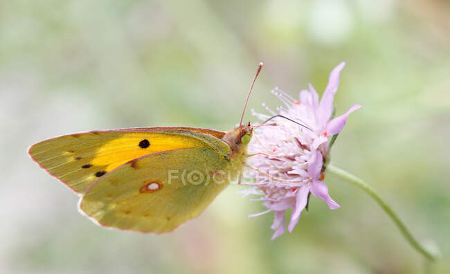 Close-up of a clouded yellow butterfly (Colias crocea) on a flower, Majorca, Spain — Stock Photo