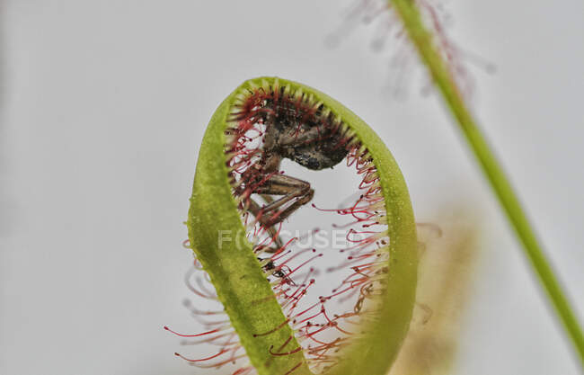 Ragno intrappolato in una pianta carnivora del Capo Sundew, Spagna — Foto stock