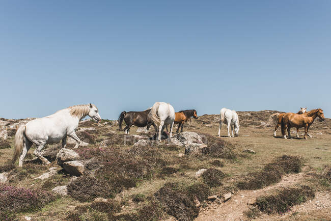 Troupeau de chevaux sauvages sur la côte du Pembrokeshire, Pays de Galles, Royaume-Uni — Photo de stock