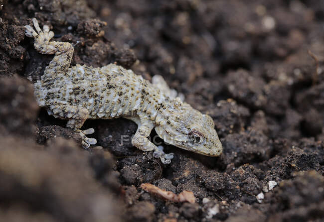 Gecko morisco (Tarentola Mauritanica) en el suelo, Mallorca, España - foto de stock