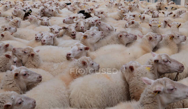 Primer plano de un rebaño de ovejas - foto de stock