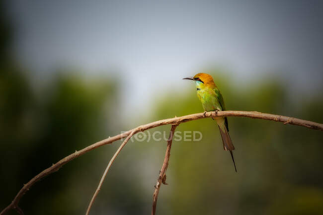 Blue-tailed bee-eater Bird on a branch, Thailand — Stock Photo