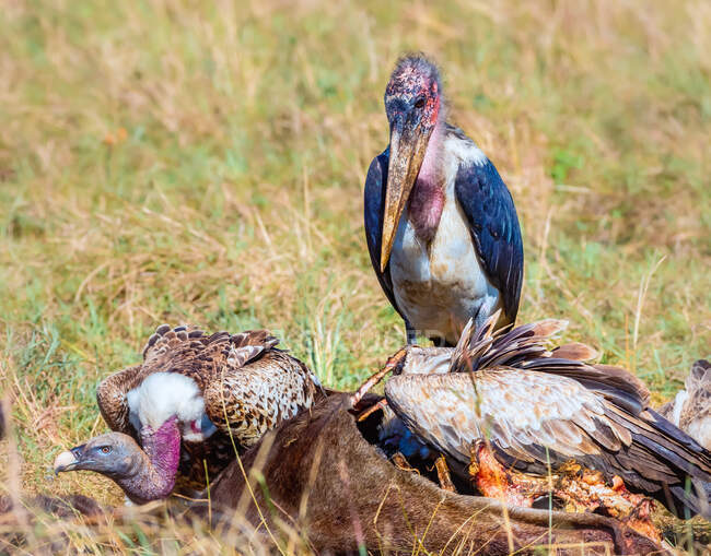 White-backed vulture and Ruppell's griffon vulture feeding on a dead animal, Kenya — Stock Photo