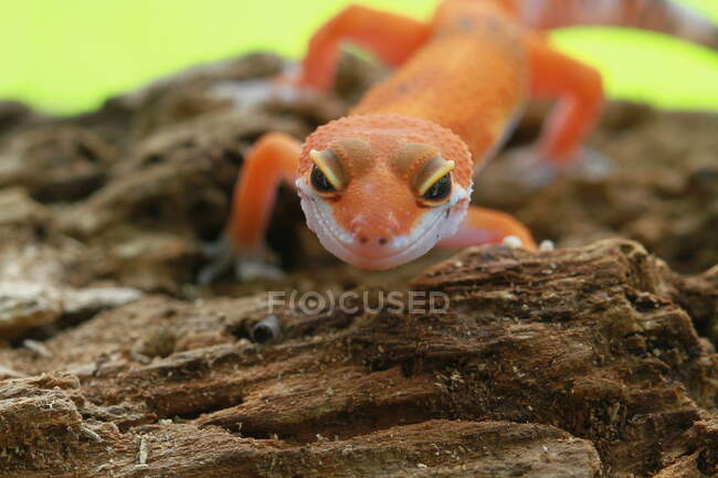 Portrait of a gecko, Indonesia — Stock Photo