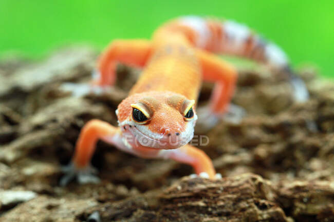 Retrato de um gecko, Indonésia — Fotografia de Stock