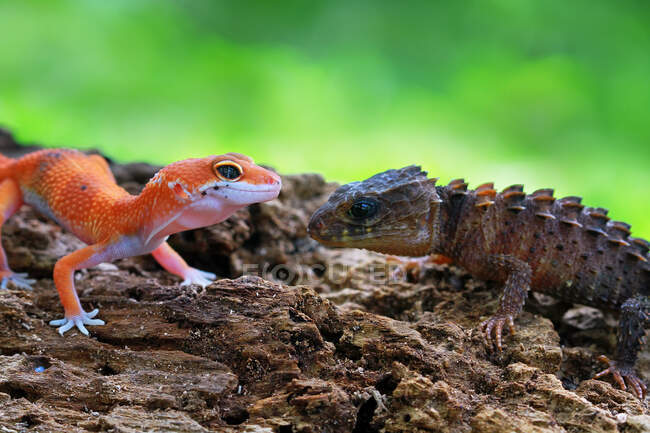 Gecko und Krokodilskink schauen einander an, Indonesien — Stockfoto
