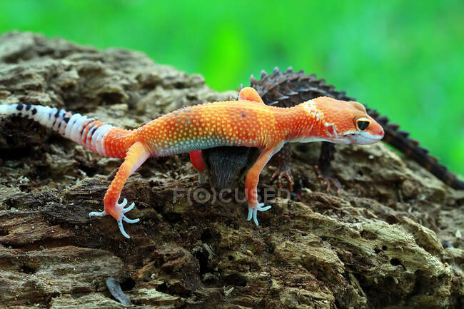 Gecko and a crocodile skink, Indonesia — Stock Photo