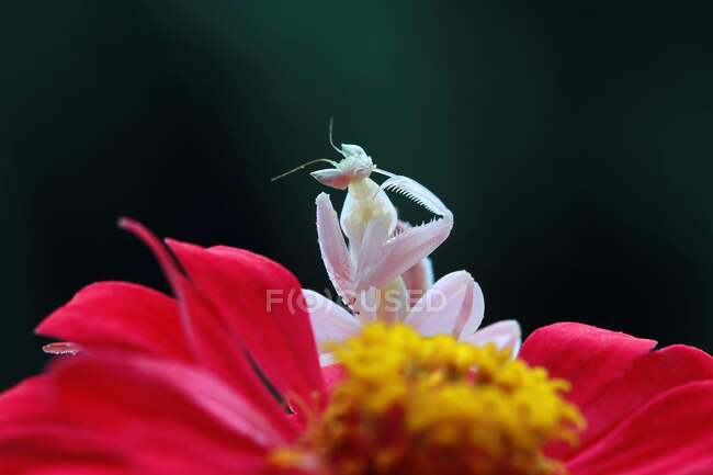 Close-up of an orchid mantis on a flower, Indonesia — Stock Photo