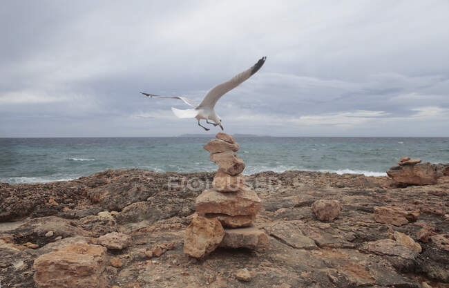 Чайка приземляется на стопку камней, Майорка, Испания — стоковое фото