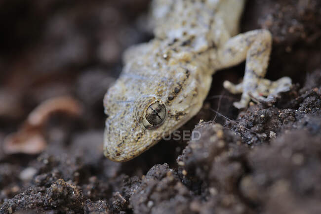 Moorish gecko (Tarentola Mauritanica) on the ground, Majorca, Spain — Stock Photo