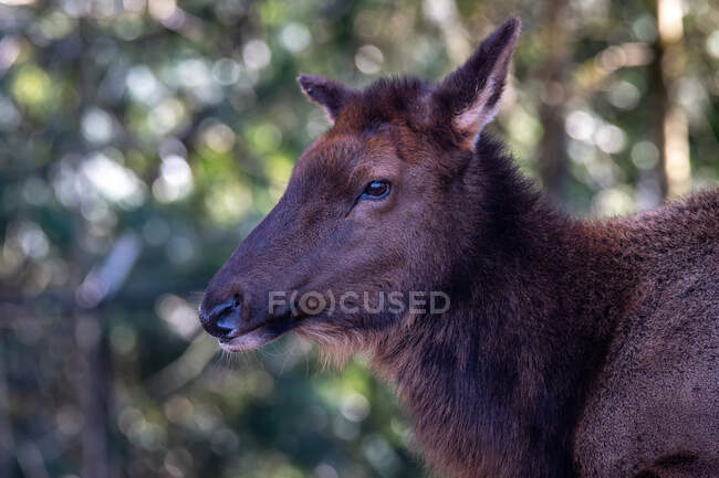 Retrato de uma fêmea Elk, Estados Unidos — Fotografia de Stock