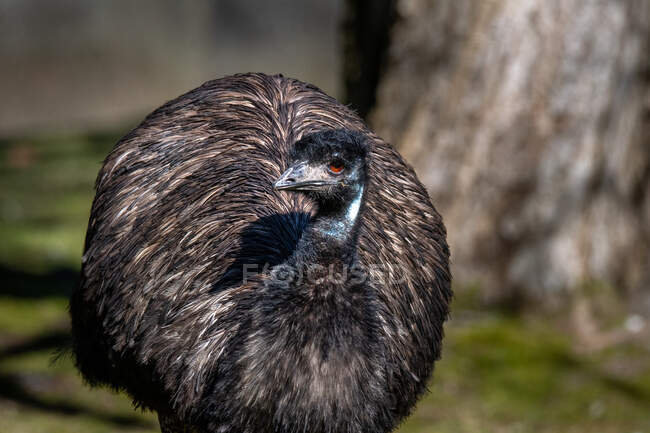 Close-up de um emu, Canadá — Fotografia de Stock