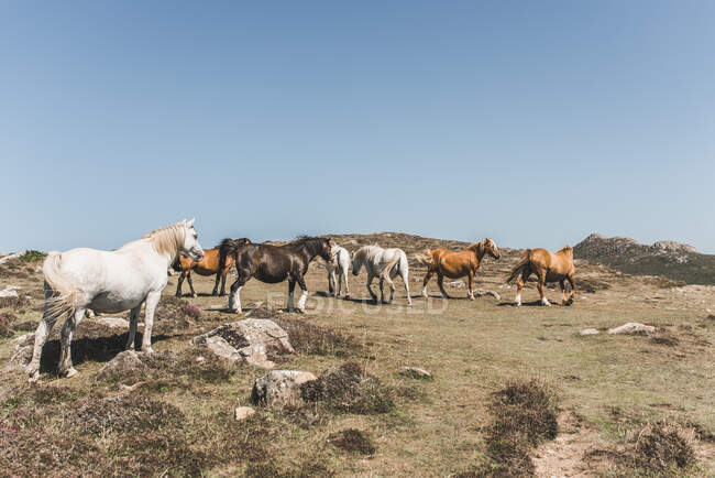 Herd of Wild horses on the Pembrokeshire coast, Galles, Regno Unito — Foto stock