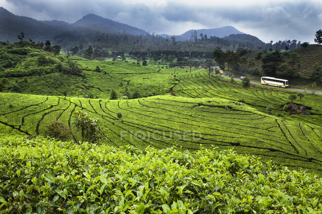 Piantagione di tè in altopiani cameron, malesia — Foto stock