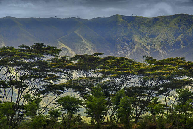 Montaña tropical y paisaje forestal, Indonesia - foto de stock