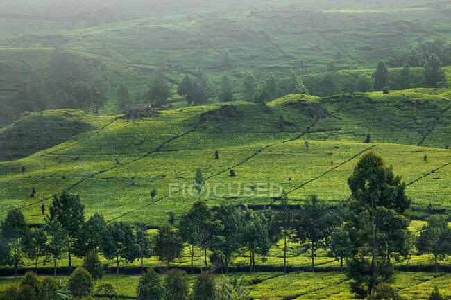 Plantación de té verde, Indonesia - foto de stock