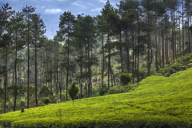 Pineta vicino a una pianta di tè, Indonesia — Foto stock