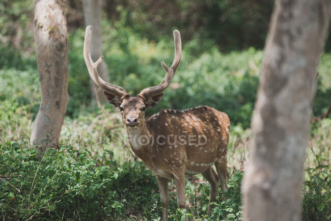 Porträt eines gefleckten Hirsches, Bandipur-Wald, Indien — Stockfoto