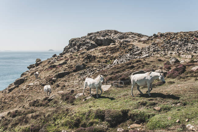 Cuatro caballos salvajes blancos corriendo por St David 's Head, Pembrokeshire, Gales, Reino Unido - foto de stock