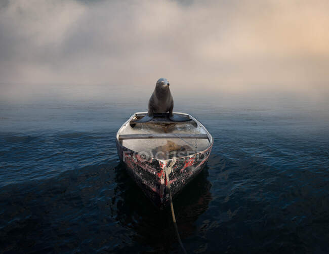 Вид на лодку на море — стоковое фото