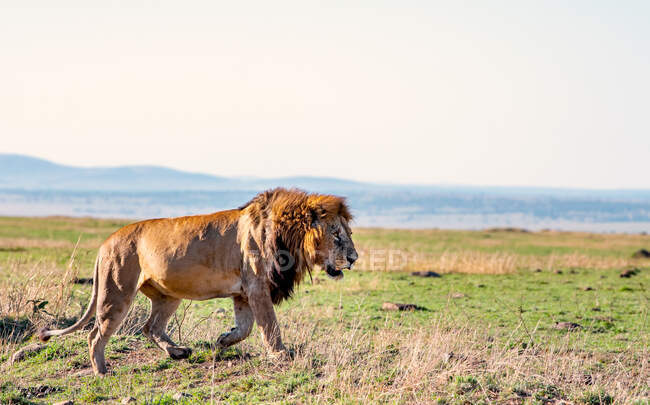 Lion walking in the bush, Masai Mara, Kenya — Stock Photo
