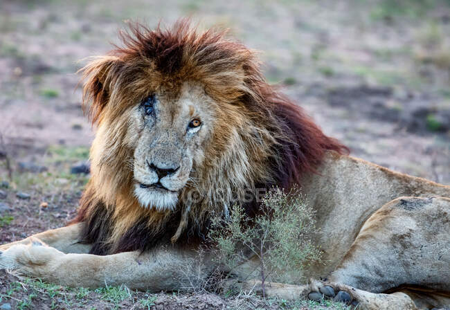 Porträt des legendären Löwen Scarface, Masai Mara, Kenia — Stockfoto