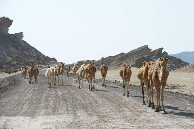 Caravana de Camellos caminando en una carretera, Qeshm, Irán - foto de stock