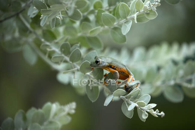 Close-up of a frog on a leaf, Indonesia — Stock Photo