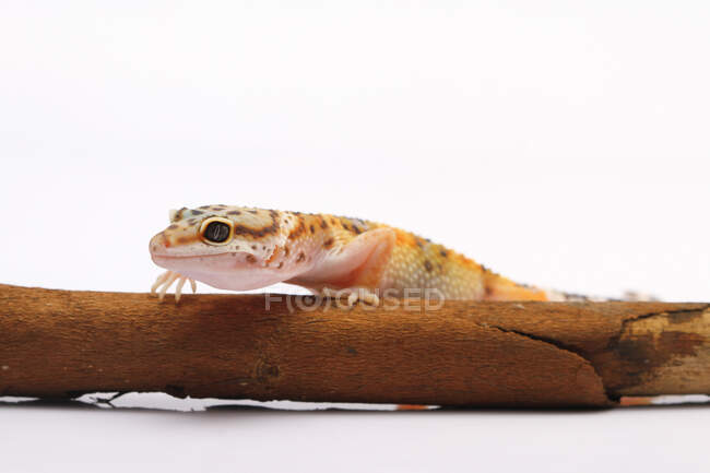 Leopardengecko auf einem Stück Holz, Indonesien — Stockfoto