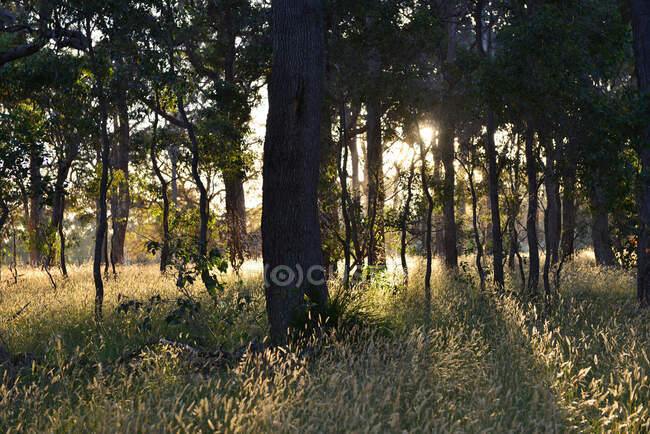 Luz del sol a través de los árboles, Margaret River, Australia Occidental, Australia - foto de stock