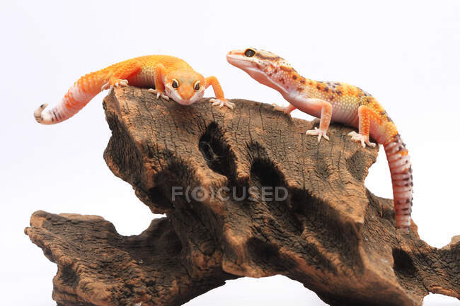 Two leopard geckos on a piece of wood, Indonesia — Stock Photo