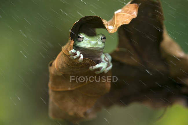 Frosch unter einem Blatt im Regen, Indonesien — Stockfoto