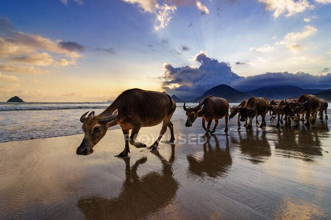 Manada de búfalos caminando por la playa Selong Belanak, Lombok, West Nusa Tenggara, Indonesia - foto de stock